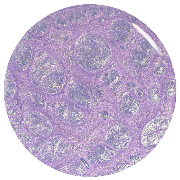 Rollin With My Homies